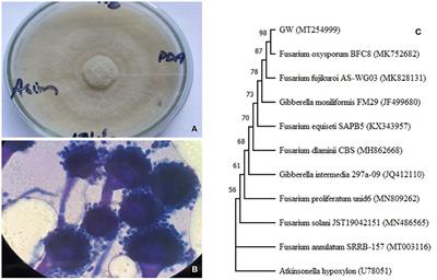 Endophytic Fusarium oxysporum GW controlling weed and an effective biostimulant for wheat growth